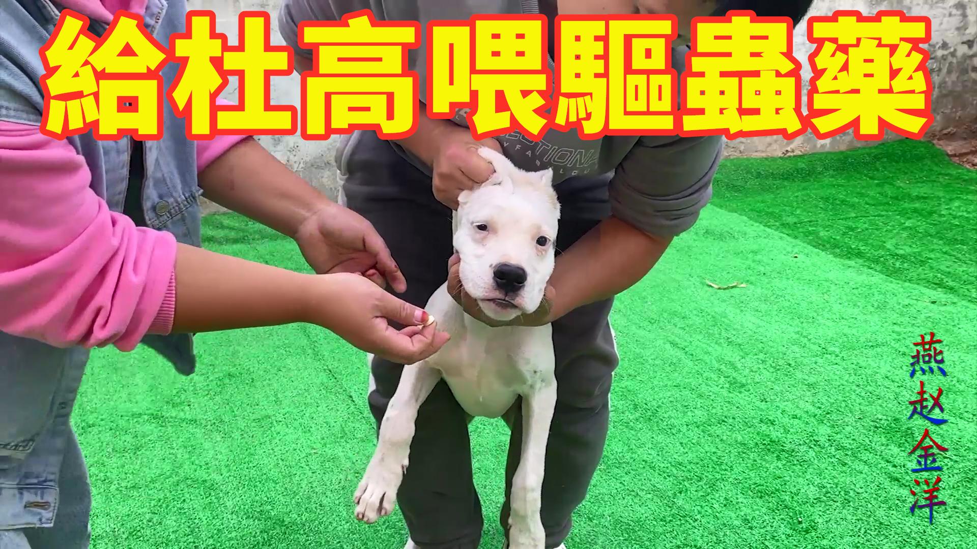 金洋为加纳利幼犬改善伙食狼吞虎咽瞬间吃光主人看著直流口水