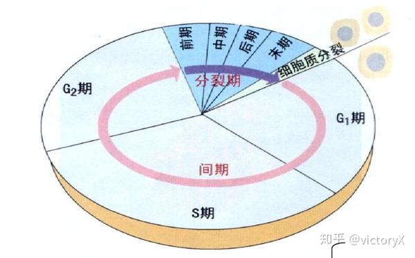 一般哺乳动物的细胞周期为10-30 h,其中间期约10 h.