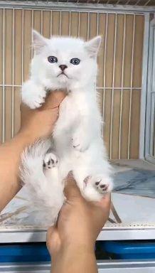 能帮我看看这两个是不是银点猫,哪个品相好点?长大后哪个好看?