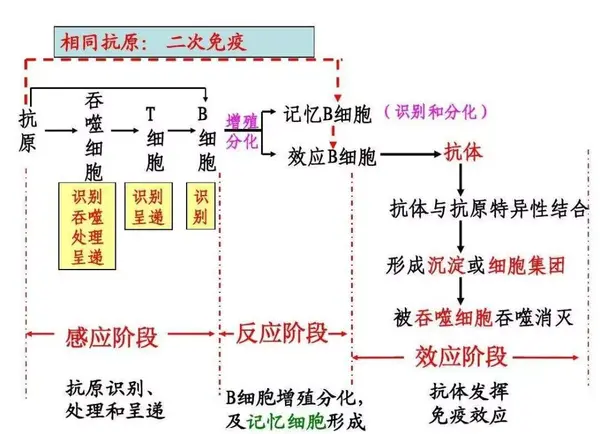 愿护你"一世"无忧,适应性免疫