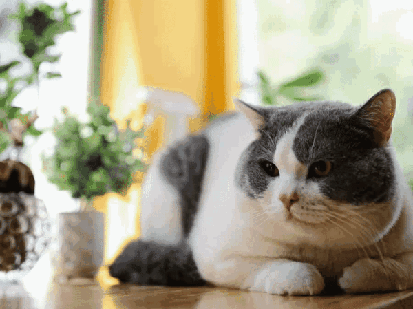 600_449gif 动态图 动图