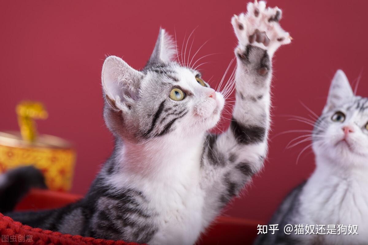猫咪服从性排行榜最听话的3种猫和最捣蛋的3种猫