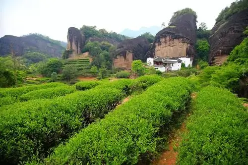 武夷岩茶因原产地的不同可划分为三种,即洲地,正岩区和半岩区.