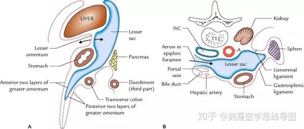 小网膜囊(网膜囊)