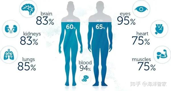(人体含水量比例的示意图 运动过程中,人体会消耗大量的能量,导致