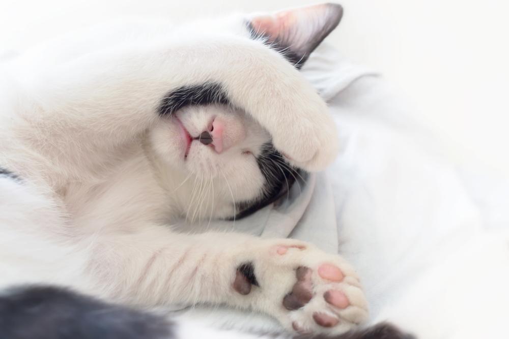 猫咪为什么会"踩奶"?