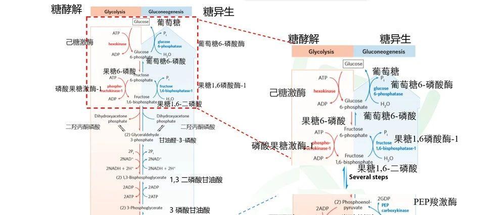 糖酵解糖原异生信号通路专题解析