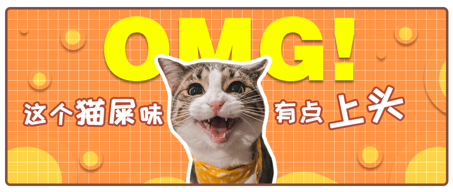 凌晨6点我被猫屎味臭醒了