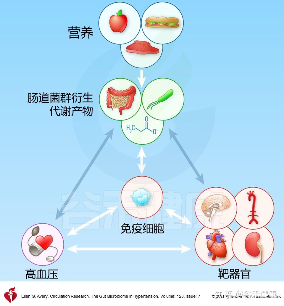 认识肠道微生物及其与高血压的关系