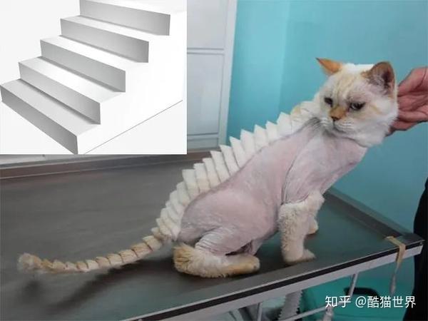 不知道大家注意到没有,被剃毛的猫咪情绪都很低落.