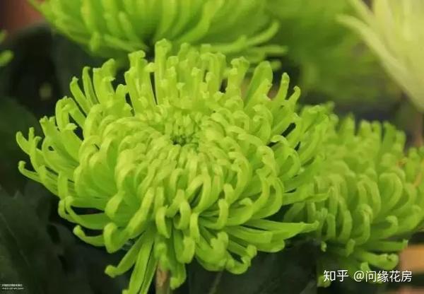 康乃馨中的最为清新淡雅的一种,重瓣单头或多头的绿色康乃馨随便放在