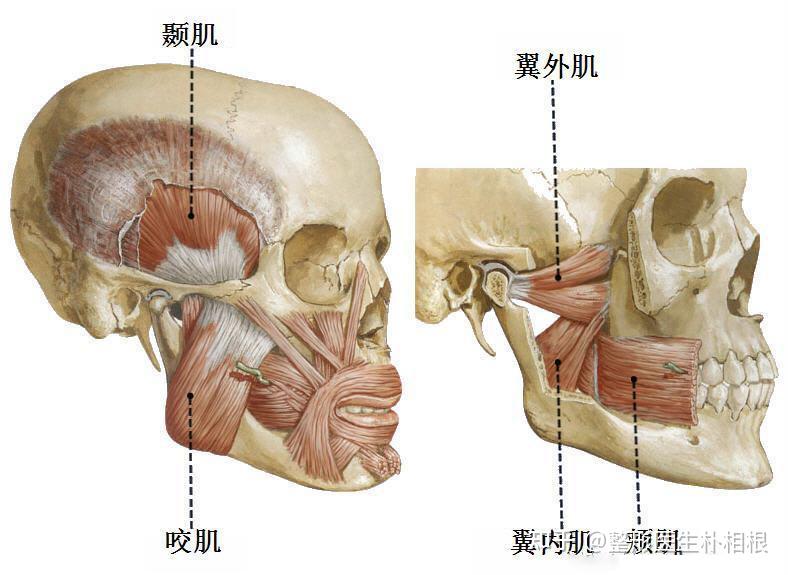 人的咀嚼肌包括:咬肌,颞肌,翼内肌,翼外肌等.