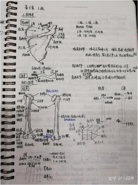 人体形态学