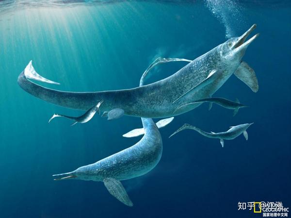 图注:生活在三叠纪贵州海洋中的贵州鱼龙,图片来自国家地理