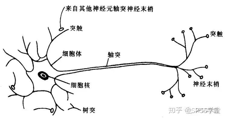 神经元是脑组织的基本单元,是神经系统结构与功能的单位.