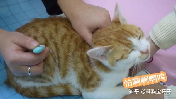 小橘猫打针全程嚎叫当医生说出割蛋日期后它却沉默了