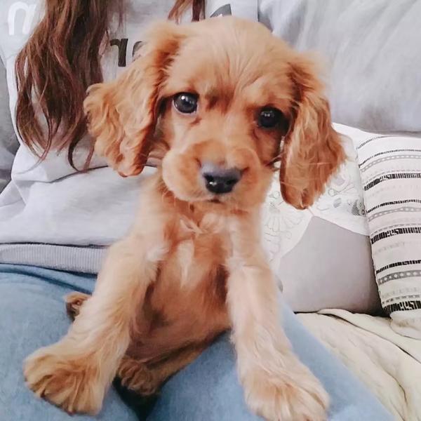 养可卡犬是一种怎样的体验?