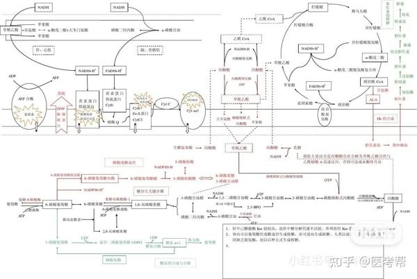 自己尝试画 可视化图,例如,三羧酸循环图,磷酸戊糖途径图以及肠肝循环