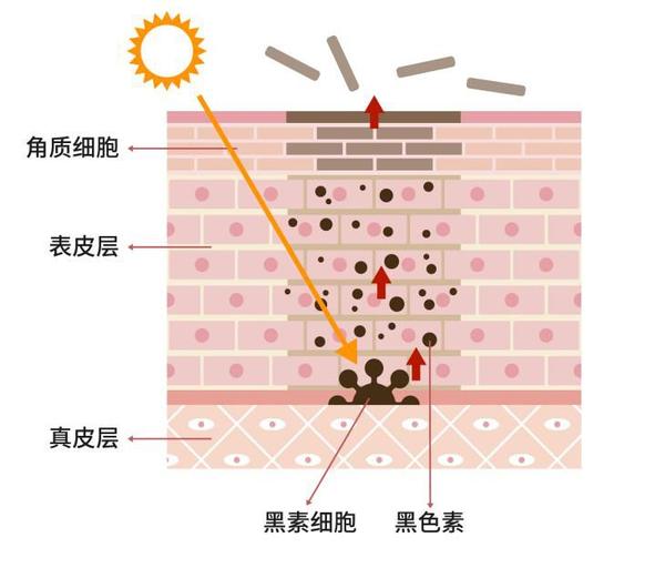 皮肤变好要靠自己,而不是护肤品 知乎