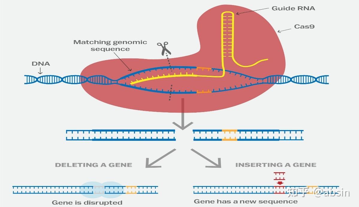 胞胞巴适文献解读仿生矿化CRISPR Cas RNA纳米颗粒 知乎