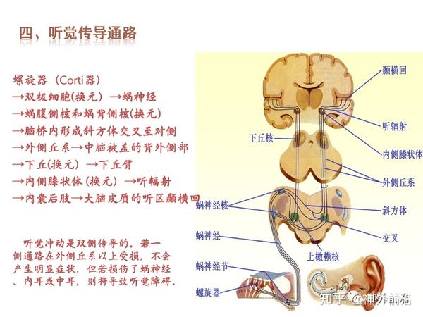 解剖课件| 基底节-内囊-丘脑解剖