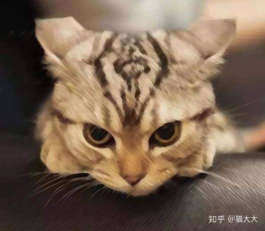 当高冷的猫猫开始藐视万物的时候,会把眼睛斜着半闭起来,看起来还是有