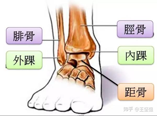 踝关节过度内翻:容易造成外侧韧带拉伤,腓骨长肌 腓骨短肌拉伤 踝