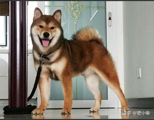 为什么胡麻柴不常见胡麻柴是正宗柴犬吗