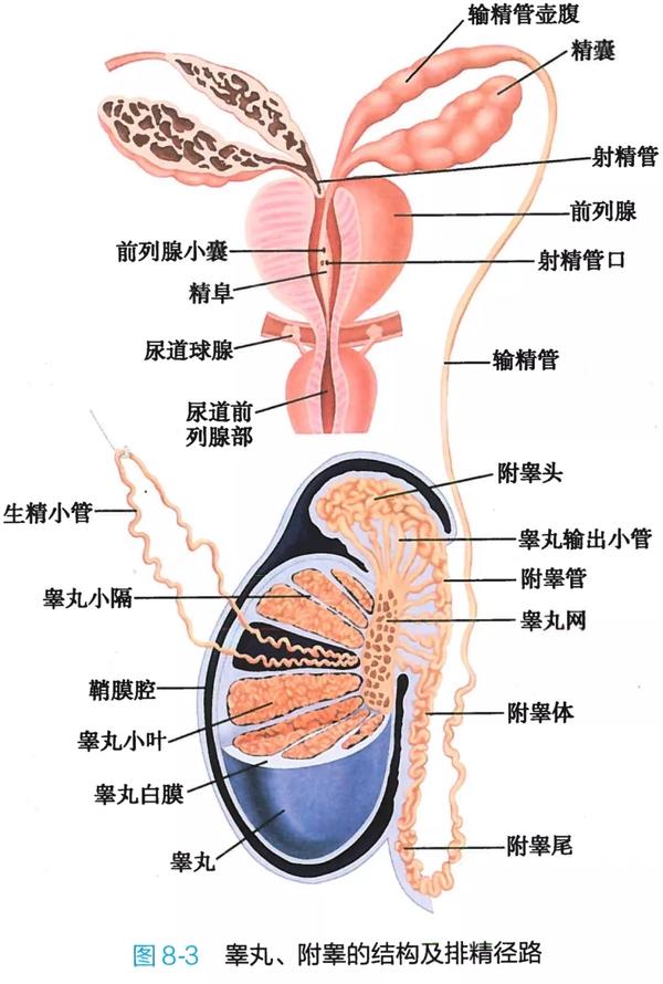 解剖学高清图谱男性生殖系统