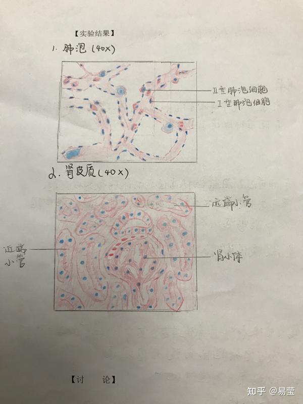 组胚红蓝铅笔图