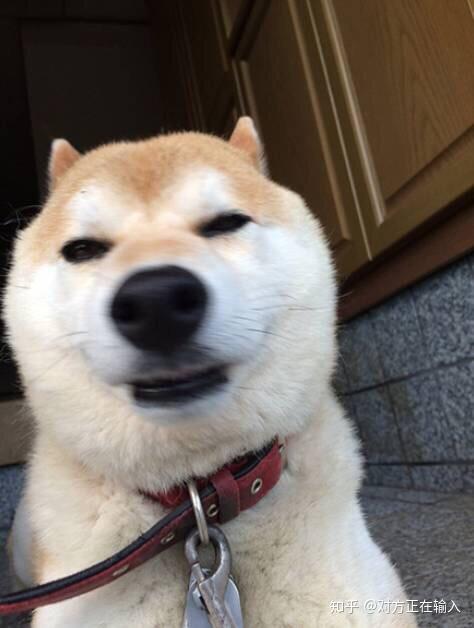 哪些表情包让你看一次笑一次?