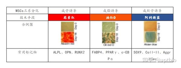 另外还有破骨细胞的 trap染色,软骨组织的番红固绿染色等.