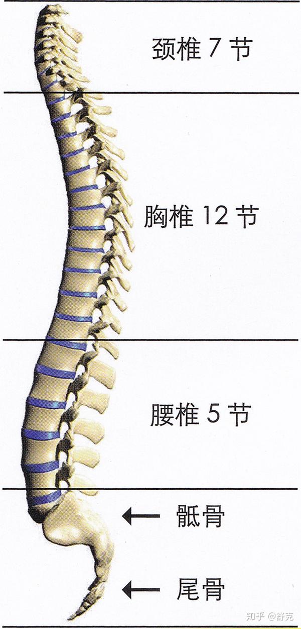 我们的脊柱由33块脊椎骨组成,从上到下包括7块颈椎,12块胸椎,5块腰椎