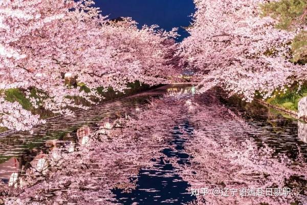 尤其是樱花开始飘落后的几天,护城河被粉色的花瓣覆盖,形成粉红色的