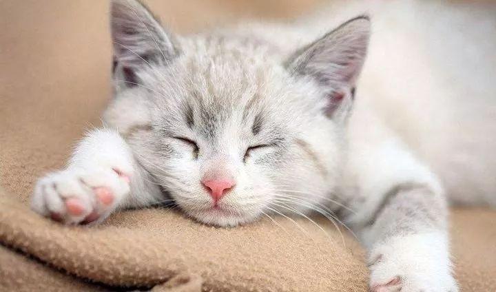 浙江两女生和宠物猫一起睡觉,意想不到的事发生了