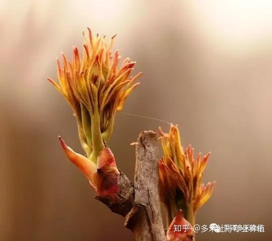 不定芽萌发力特强,是接穗,更新老枝(股)和增加新股的主要来源.