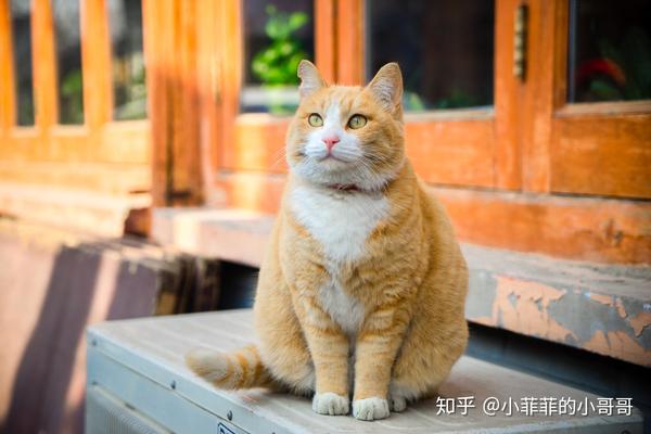 母猫一岁了还不闹猫母橘猫一岁了还不闹猫