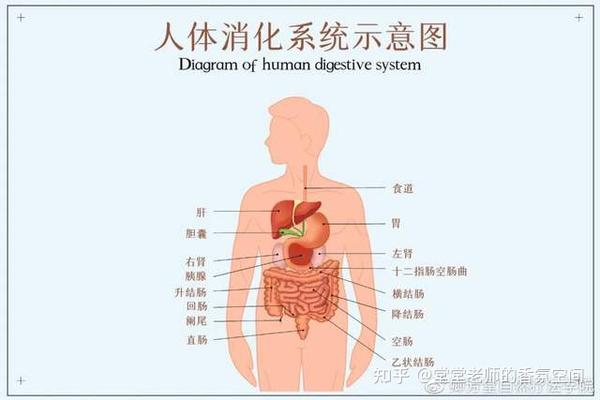 消化系统解剖图模拟考 下图为消化系统.