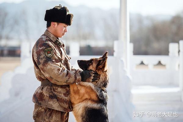 八一建军节向中国军人和军犬致敬