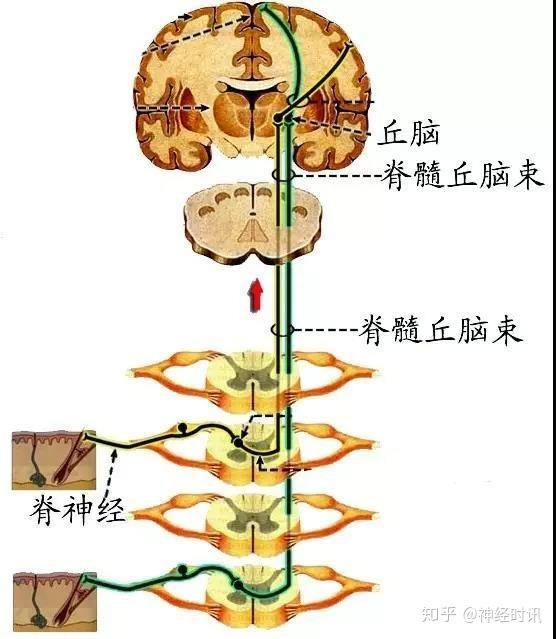 (三)头面部感觉传导通路