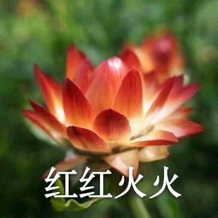 有什么能让爸妈满意的微信头像?