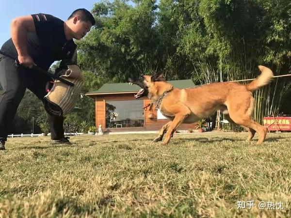 中山哪里可以训犬宠物训练坏习惯纠正夏天新手养狗需要注意什么