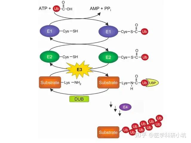 通过e1泛素激活酶激活泛素与atpe2泛素结合酶的半胱氨酸活性位点与被