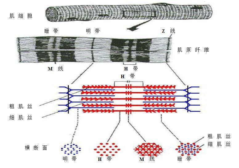 美术标准教案模板_大学标准教案模板_高中美术试讲教案模板