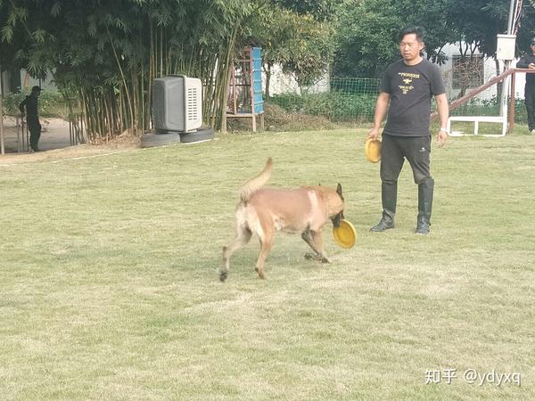 中山专业训犬基地训狗学校伊甸园训犬基地