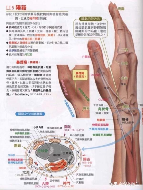 在腕背侧远端横纹桡侧,桡骨茎突远端,解剖学"鼻咽窝"凹陷中.