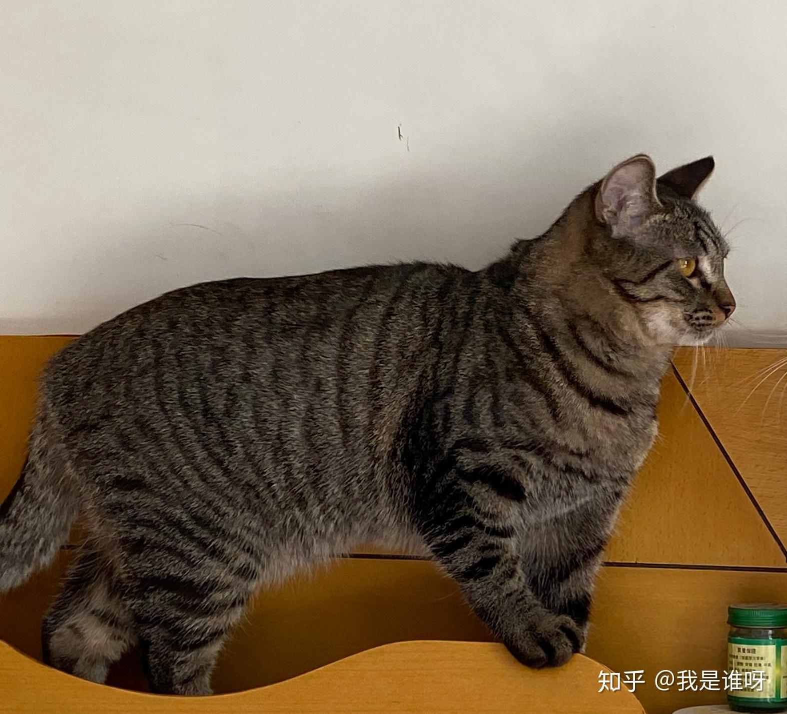 这才是狸花哈哈哈哈哈 英短蓝猫和狸花猫谈恋爱的结果 中华田园猫基因