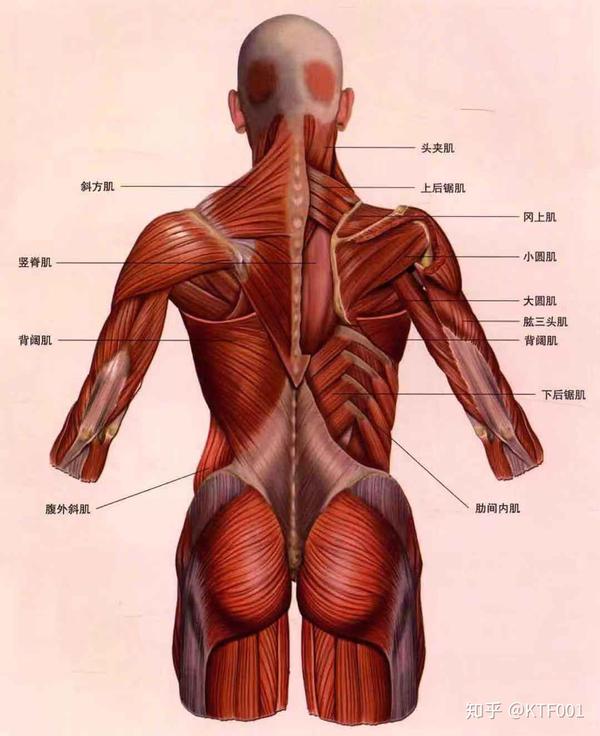背部肌肉解剖图