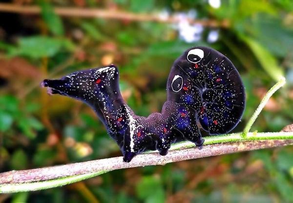 落叶夜蛾(水果穿孔蛾)fruit-piercing moth的幼虫