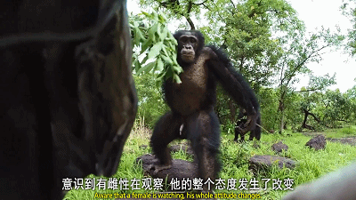 《无间道》不好演,好在有 科技. 野生山地大猩猩.